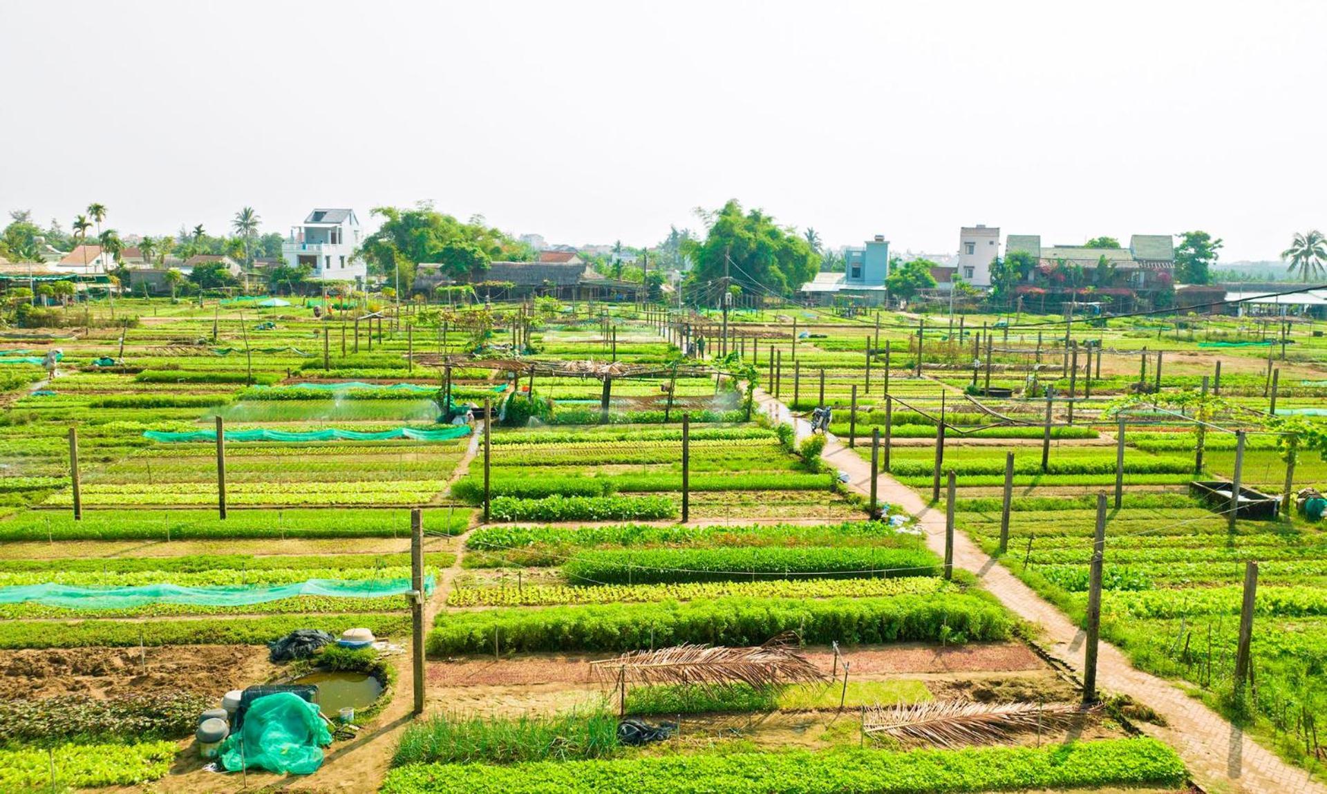 Hestia Hamy House Hội An