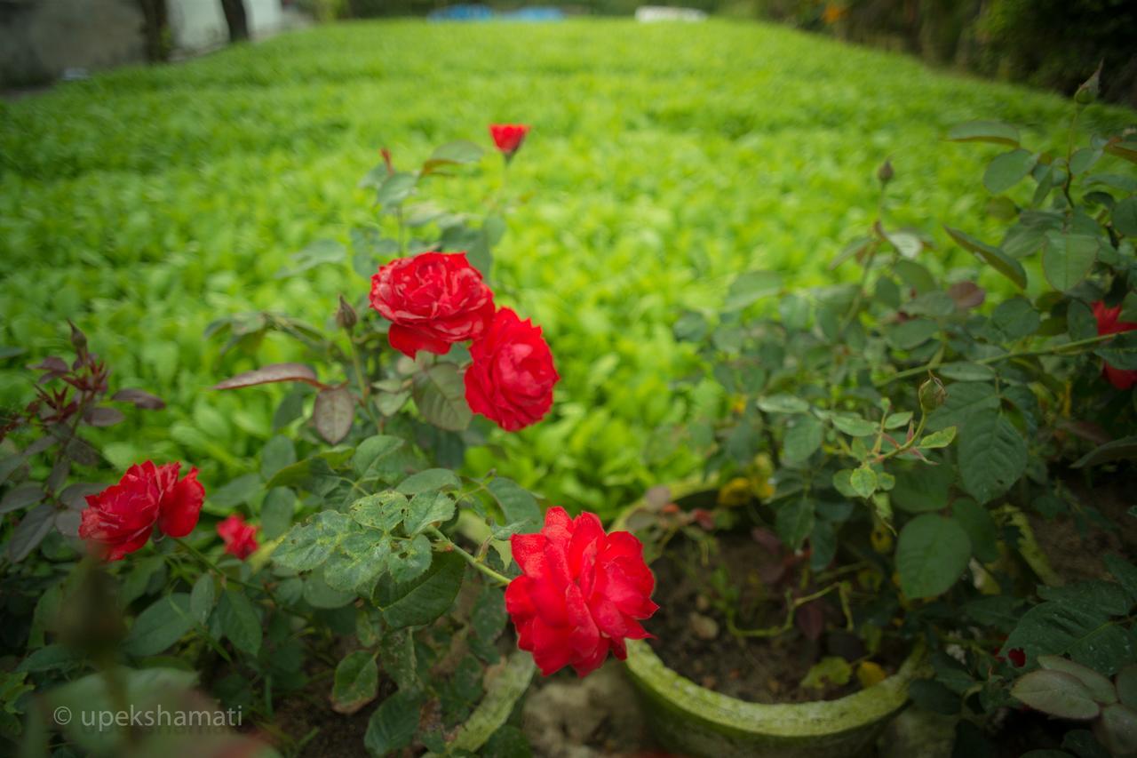Bed & Breakfast Flower Village 2*