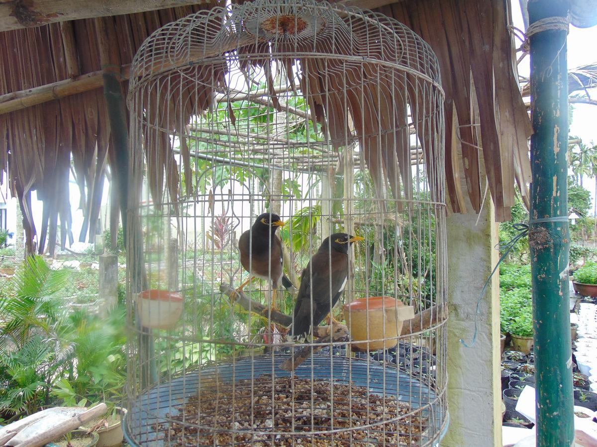 Flower Village Bed & Breakfast Hoi An