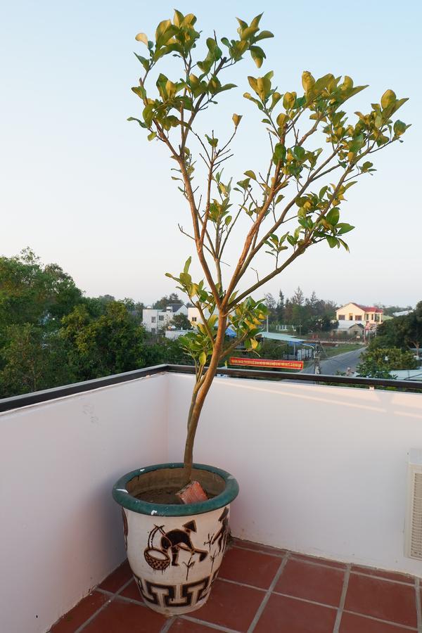 White Lion House Hoi An