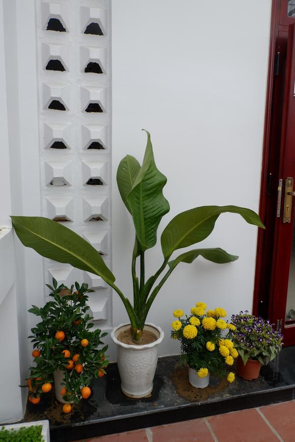 White Lion House Homestay Hoi An