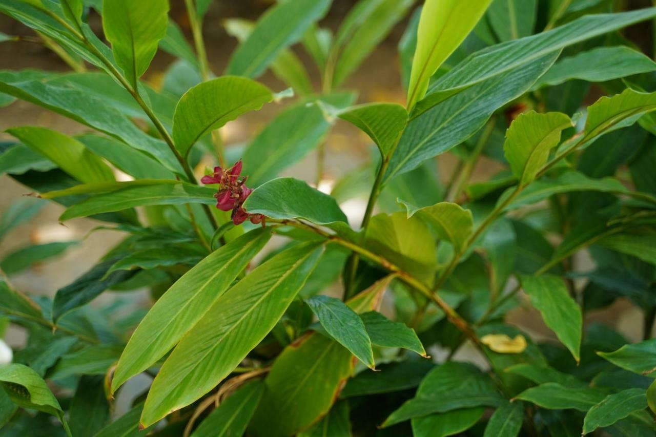Ở trọ Longan