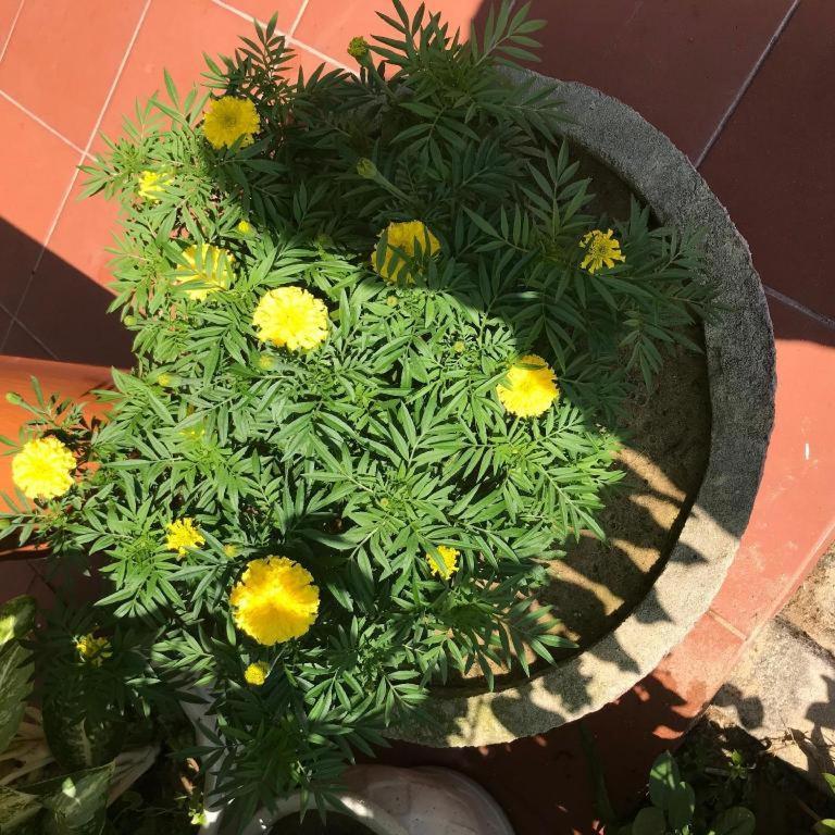 An Bang Golden 3* Hoi An