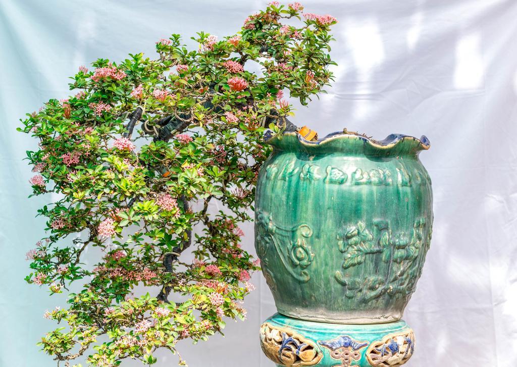 Khách sạn Bonsai 2*