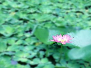 Villa Memority & Hoi An