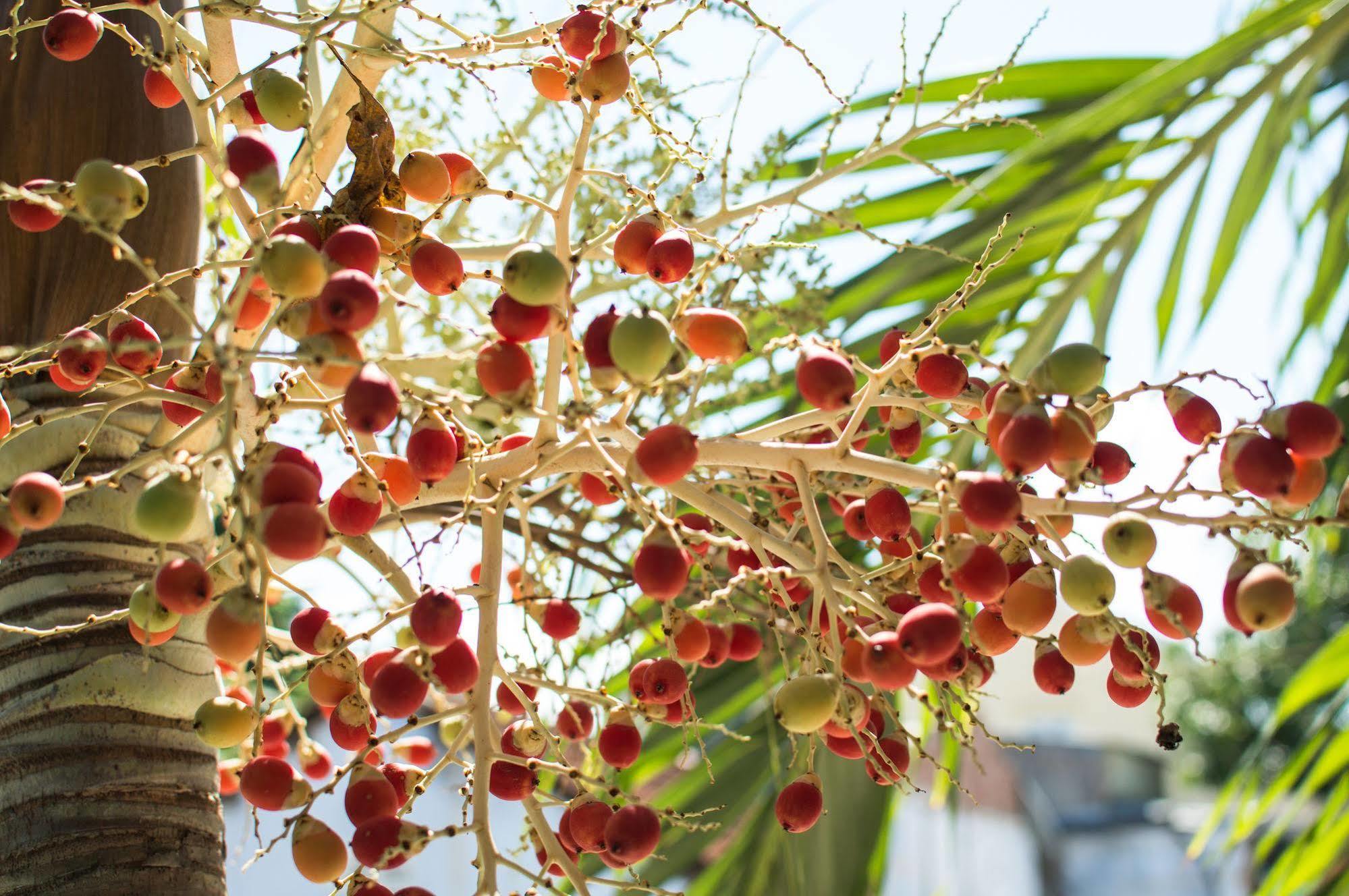 Areca