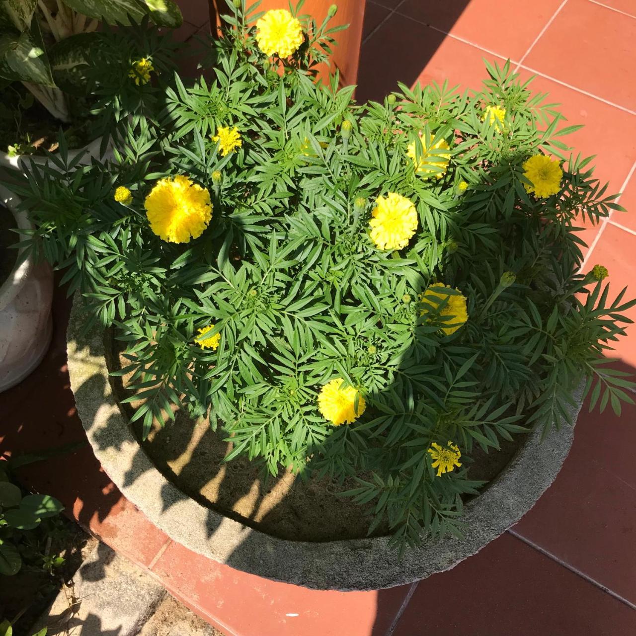 Hotel An Bang Golden Hoi An